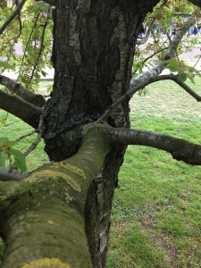 Buckingham Palace - Spur Rd Garden