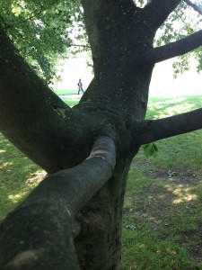 Greenwich Park - Lovers Walk